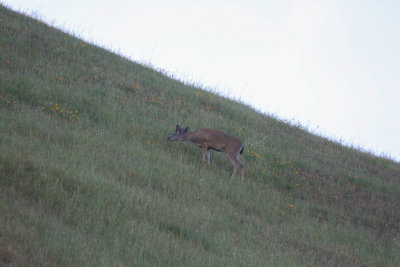 Mule Deer