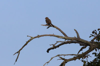 California Towhee
