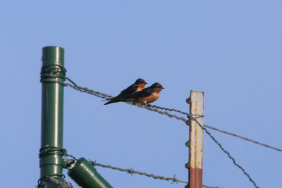 Barn Swallows