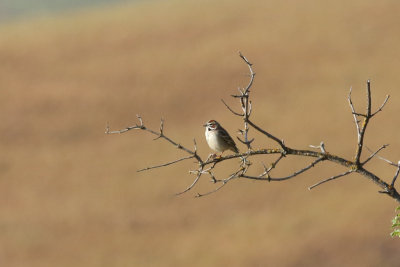 Lark Sparrow