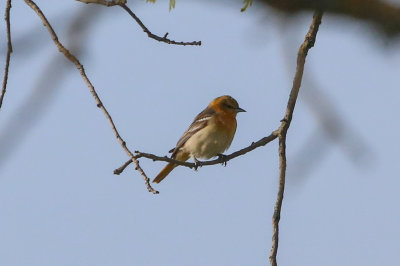 Bullock's Oriole (female)