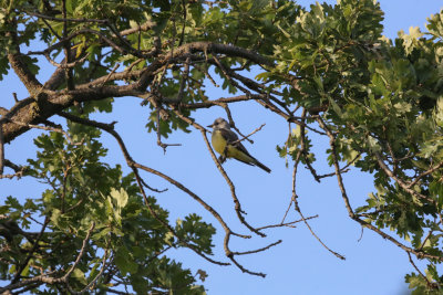 Western Kingbird