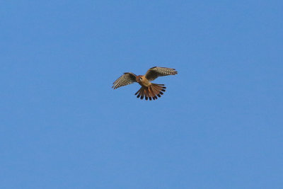 American Kestrel