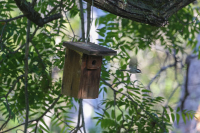 Chestnut-backed Chickadee leaving nest box