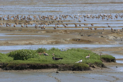 Black Skimmers, avocets and godwits