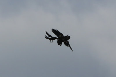 American Crow attacking Common Raven