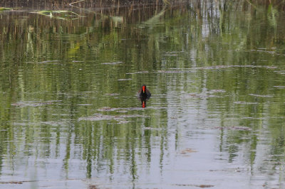 Common Gallinule (after the birdathon ended)