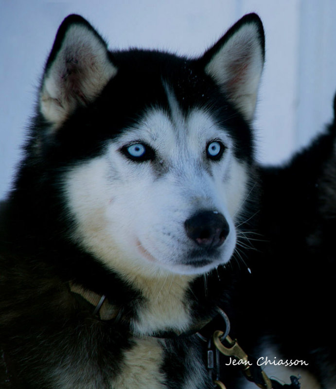 Chien de traineau  Dogsledding 