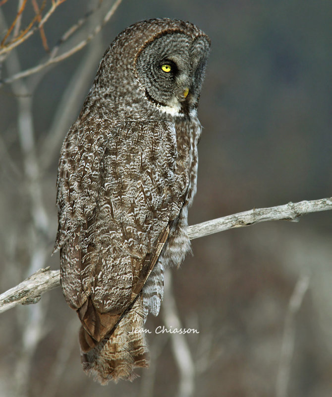 Chouette Lapone - Great Grey Owl - The most beautiful eyes among birds of prey