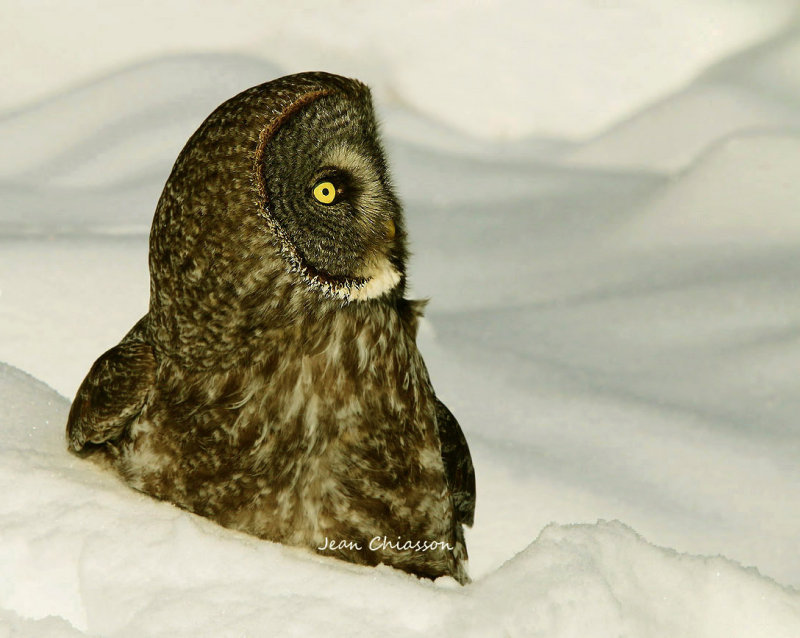 Chouette Lapone - Great Grey Owl