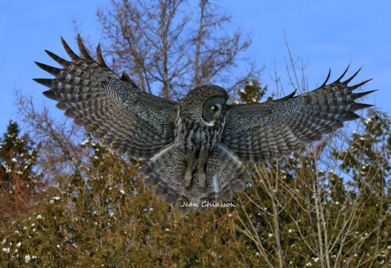 Chouette Lapone - Great Grey Owl