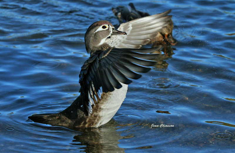 Canard Branchu _ Wood Duck