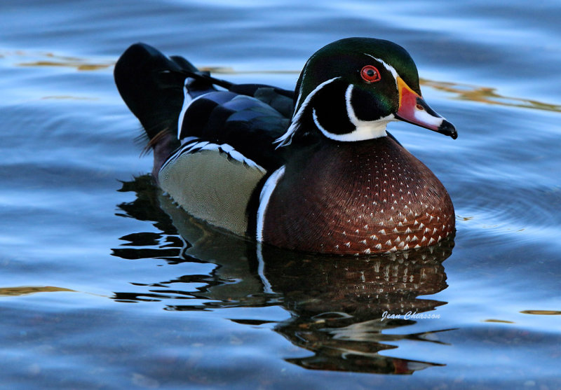 Canard Branchu _ Wood Duck