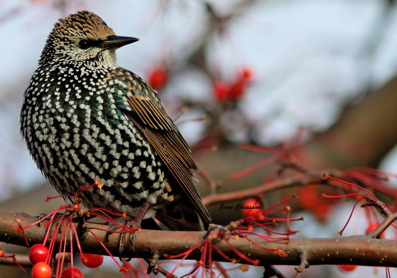 tourneau Sansonnet (European Starling )