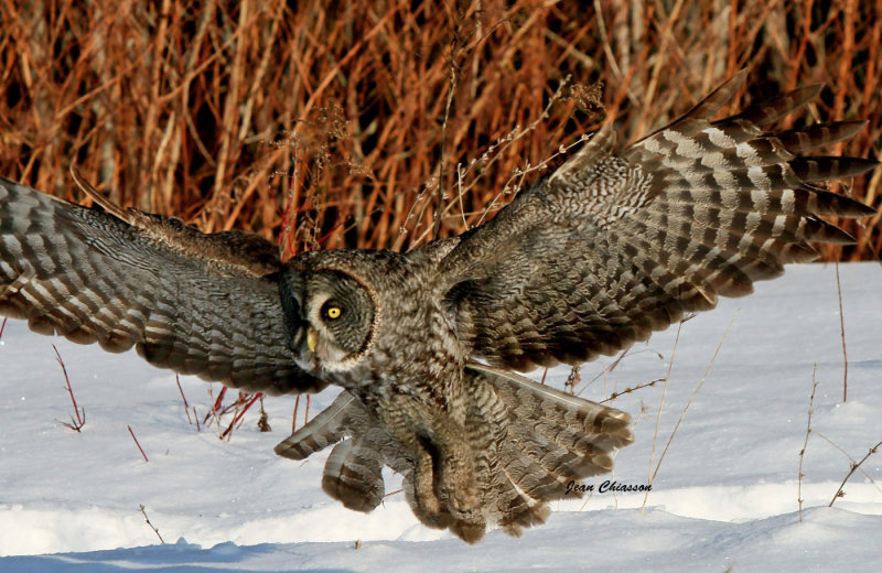 Chouette Lapone - Great Grey Owl