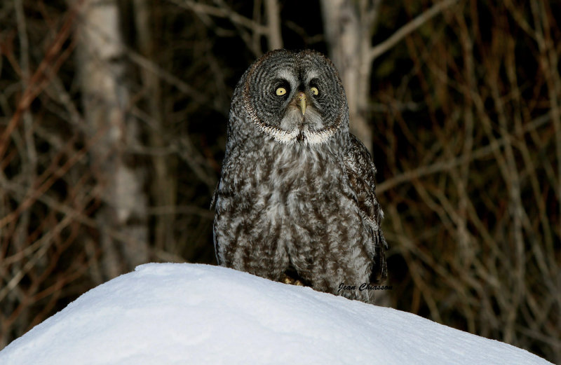 Chouette Lapone - Great Grey Owl