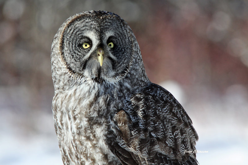 Chouette Lapone - Great Grey Owl