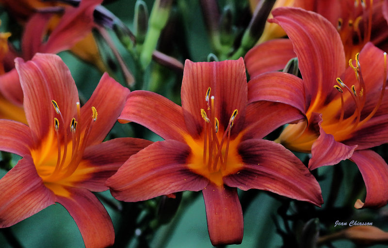 Hemerocallis