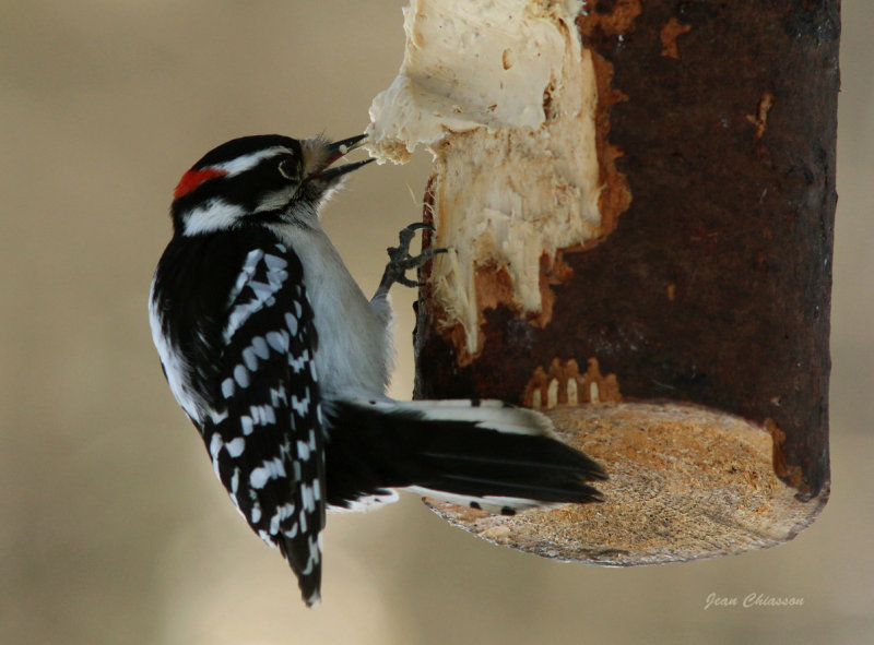 Pic Mineur ( Downy Woodpecker )