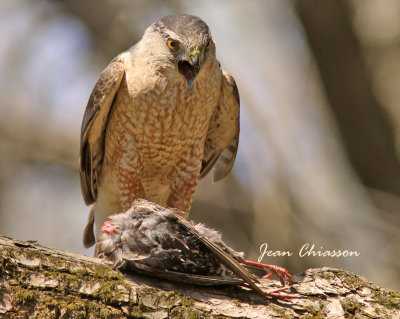 pervier de Cooper (Cooper's Hawk  ( Male