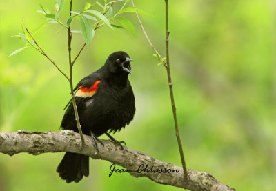 Carouge  paulettes ( Red - winged Blackbird )