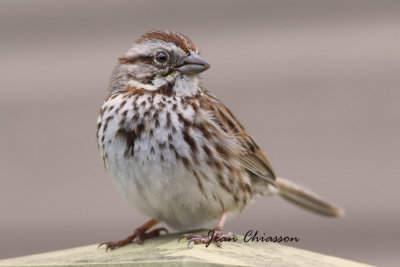Bruant chanteur / Song Sparrow Full- Frame
