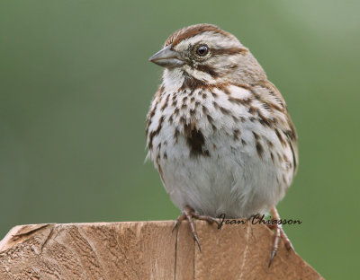 Bruant chanteur / Song Sparrow 