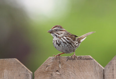 Bruant chanteur / Song Sparrow  ( Female 