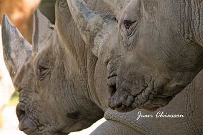 Rhinocros Blanc /  White Rhinoceros _ Masse 1 400  3 600 kg [ 3 tonnes ) Zoo Granby