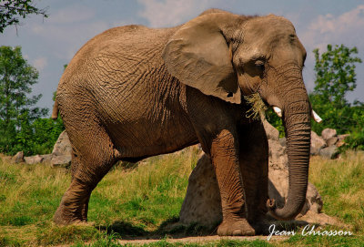 lphant D`afrique /African Elephant ( Zoo Granby)
