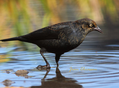 Quiscale Rouilleux ( Rusty Blackbird / Full-frame 