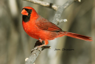  Cardinal rouge Northern Cardinal / Cardinalis cardinalis