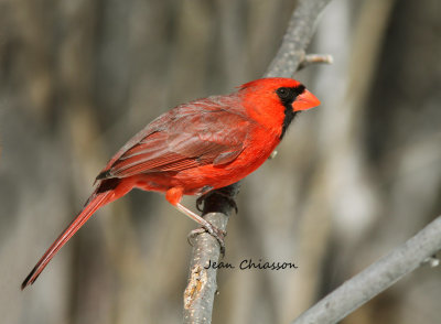 Cardinal rouge Northern Cardinal / Cardinalis cardinalis