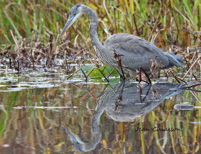 Grand Hron Great Blue Hron