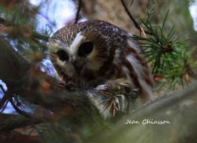 Petite Nyctale / Northern saw-whet owl