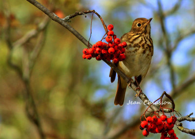 Grive Solitaire / Hermit Thrush