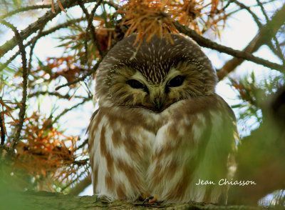 Petite Nyctale / Northern saw-whet owl