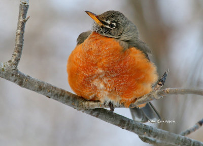 While walking in forest, this the first time I've saw an American Robin with this extreme cold  -30C