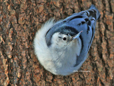   Sittelle a poitrine Blanche ( White-breaste