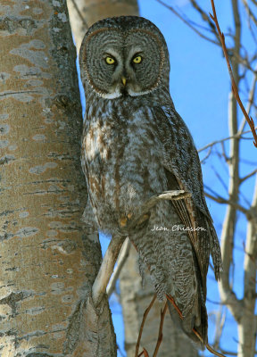 Chouette Lapone - Great Grey Owl 