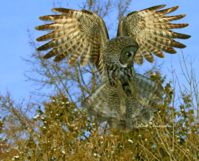 Chouette Lapone - Great Grey Owl 