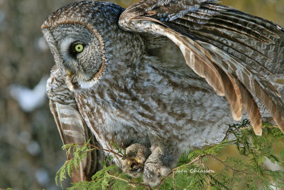 Chouette Lapone - Great Grey Owl