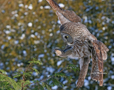 Chouette Lapone - Great Grey Owl