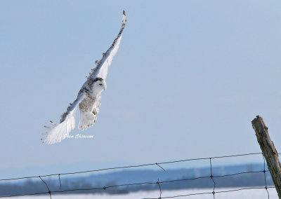 Harfang des Neiges (Snowy Owl)