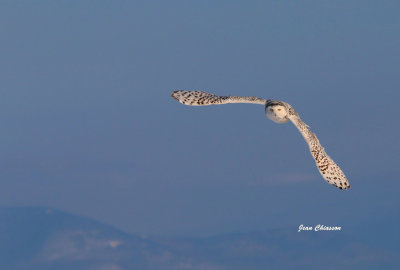 Harfang des Neiges (Snowy Owl)  Matre du Ciel