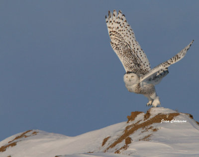 Harfang des Neiges (Snowy Owl
