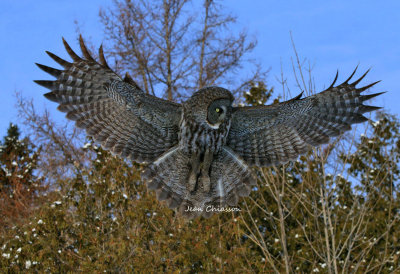 Chouette Lapone Great Grey Owl