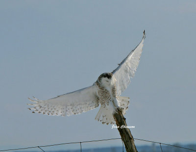 Harfang des Neiges (Snowy Owl L`ange des Neiges)