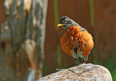 Merle D'amérique / American Robin