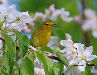 Paruline Jaune ( Yellow Warbler )